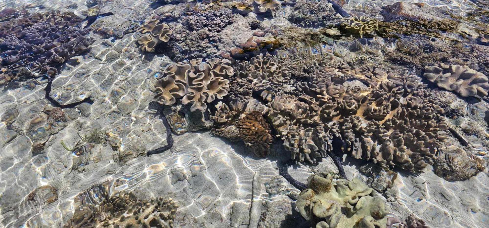 Eagles Nest Beach Resort Davao City المظهر الخارجي الصورة