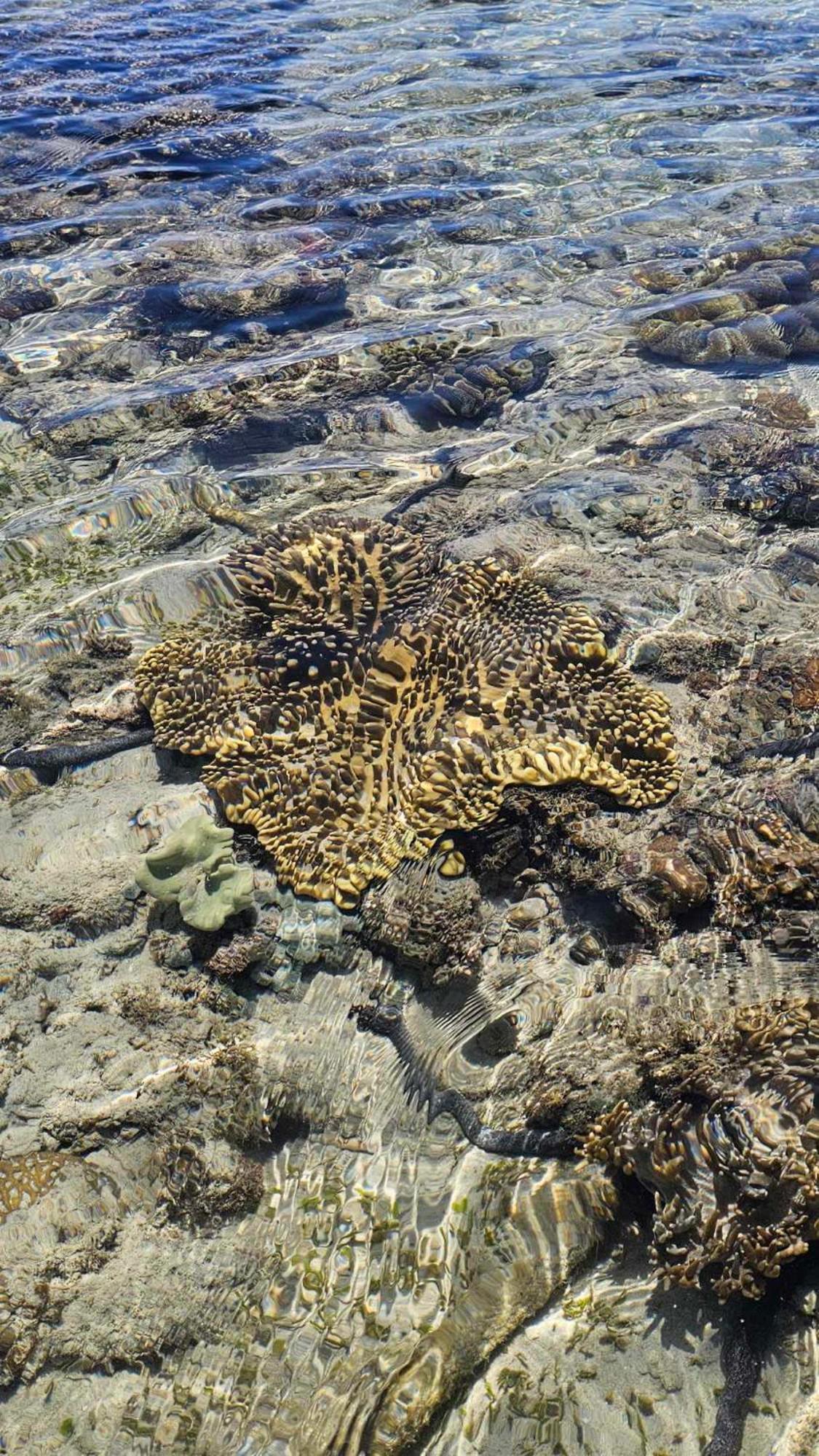 Eagles Nest Beach Resort Davao City المظهر الخارجي الصورة