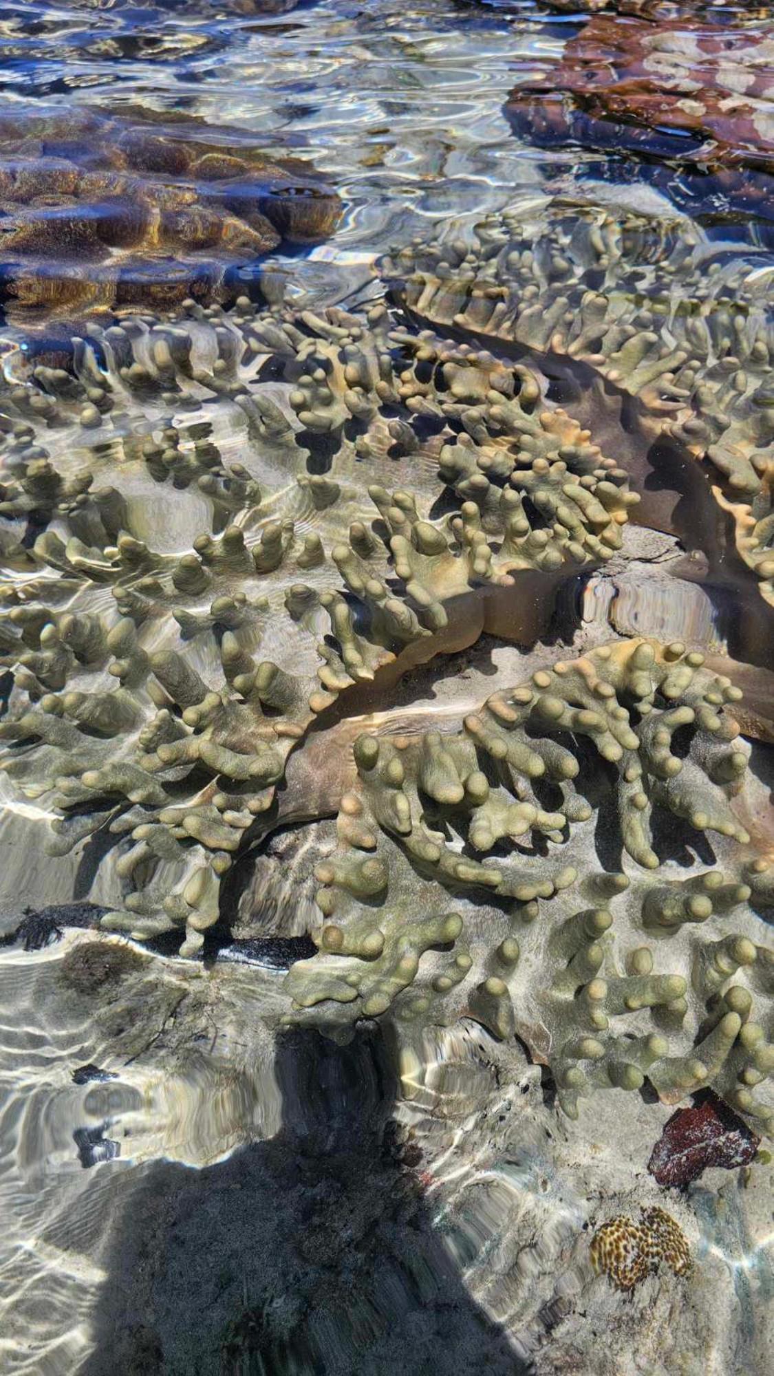 Eagles Nest Beach Resort Davao City المظهر الخارجي الصورة